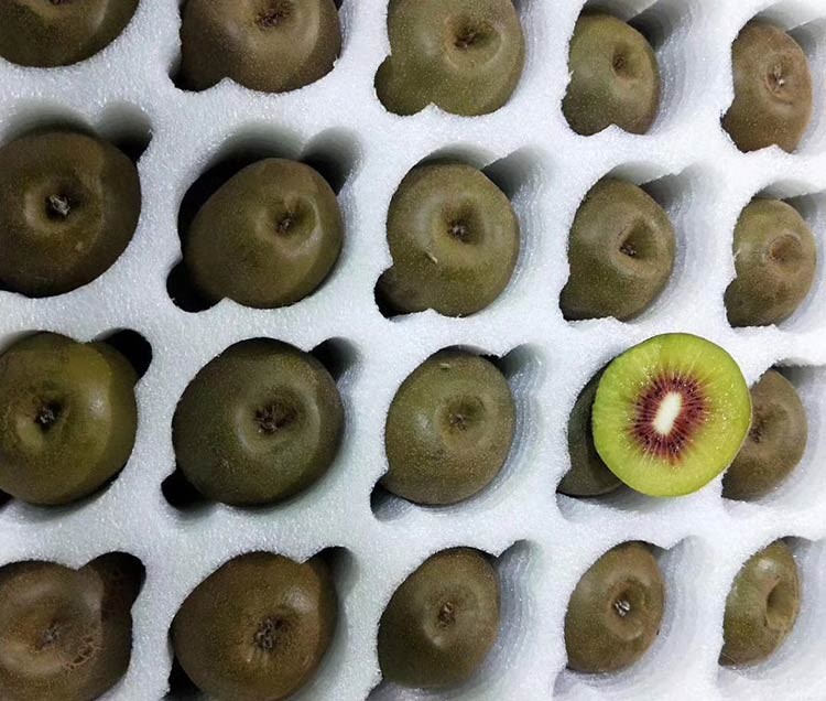 獼猴桃定制
